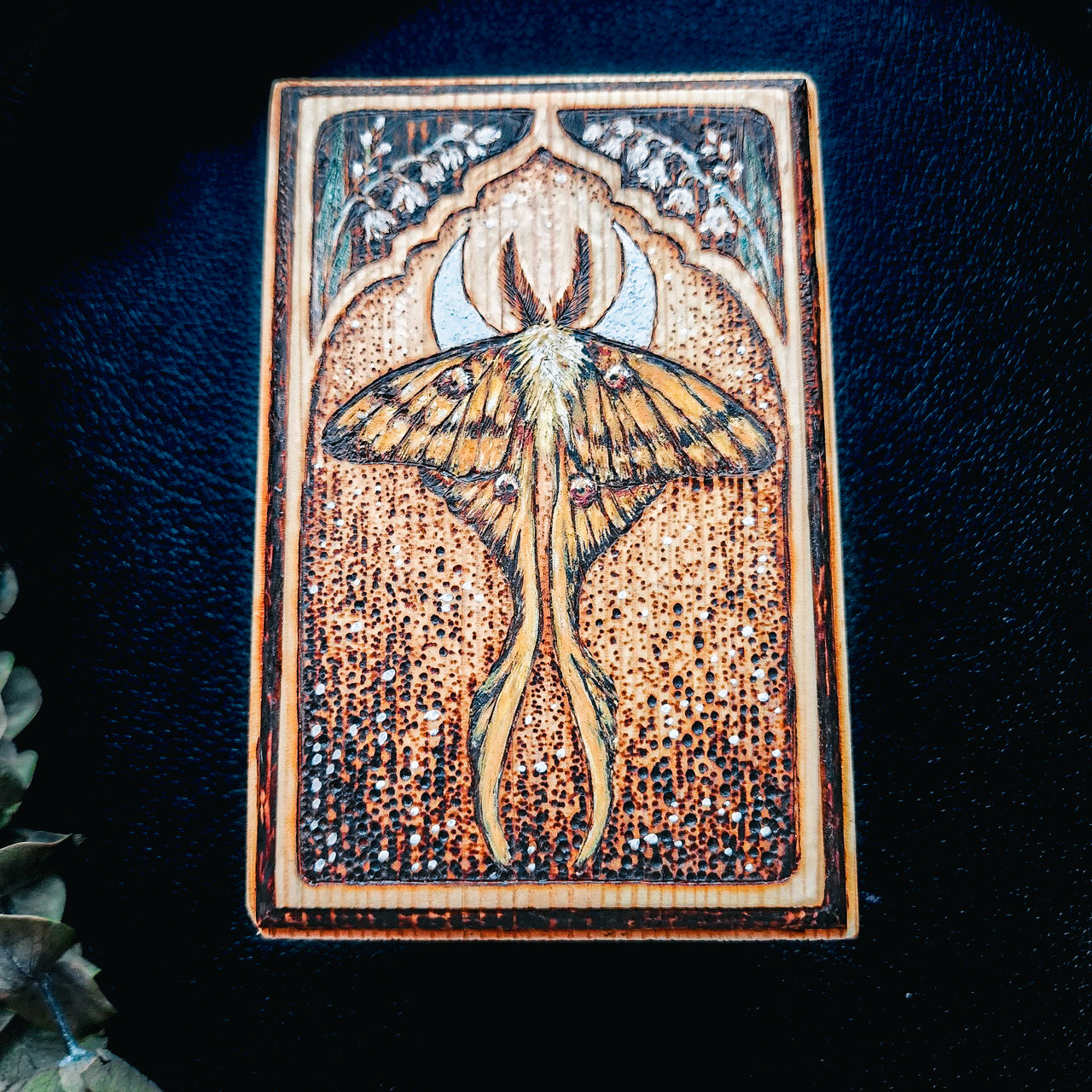 Madagascan Moon Moth and Hearth Box